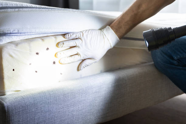 Best Flea Control Services  in Alamo Heights, TX