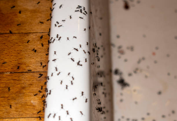 Best Best Pest Control Companies  in Alamo Heights, TX