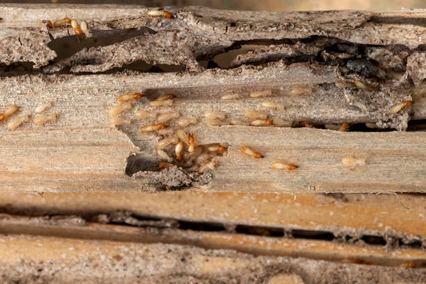Pest Control Cost in Alamo Heights, TX