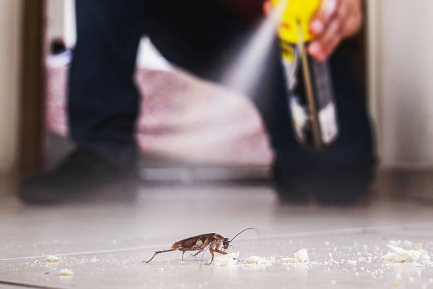 Best Rodent Control Near Me  in Alamo Heights, TX